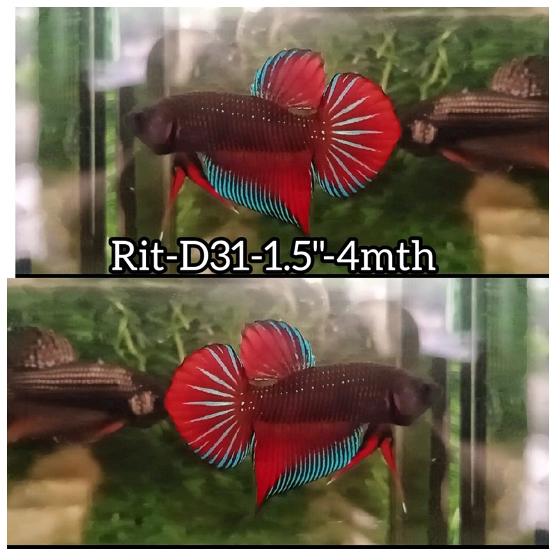 (RIT-D31) HYBRID RED COPPER SPLENDERS MALE BETTA