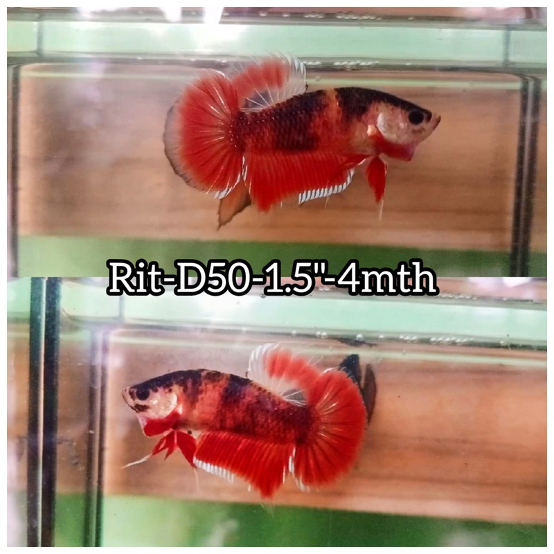 (RIT-D50) RED KOI TIGER PLAKAT MALE BETTA
