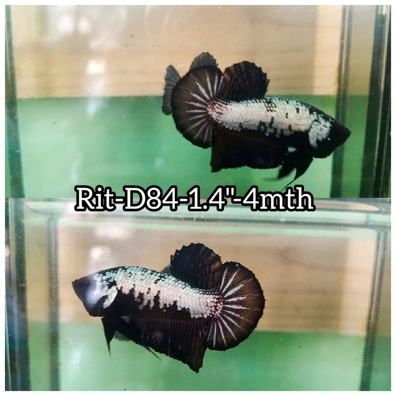 (RIT-D84) BLACK DRAGON PLAKAT MALE BETTA