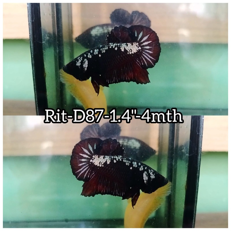 (RIT-D87) BLACK MAMBA PLAKAT MALE BETTA