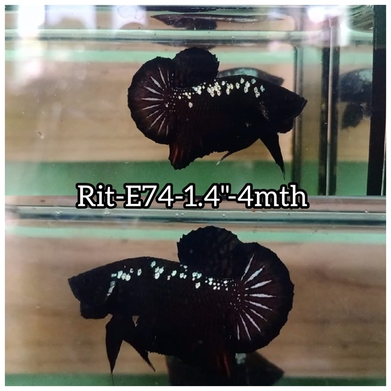 (RIT-E74) BLACK MAMBA PLAKAT MALE BETTA