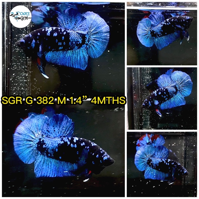 (SGR-382) Blue Black Avatar Plakat Male Betta