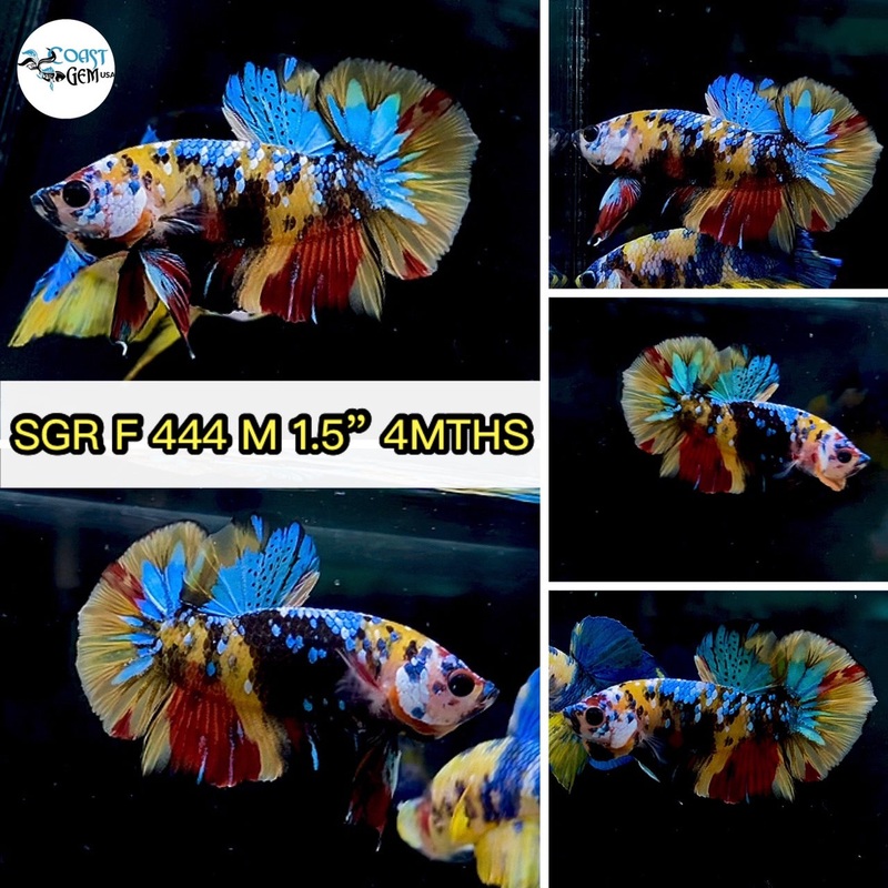 (SGR-444) Yellow Multicolor Plakat Male Betta