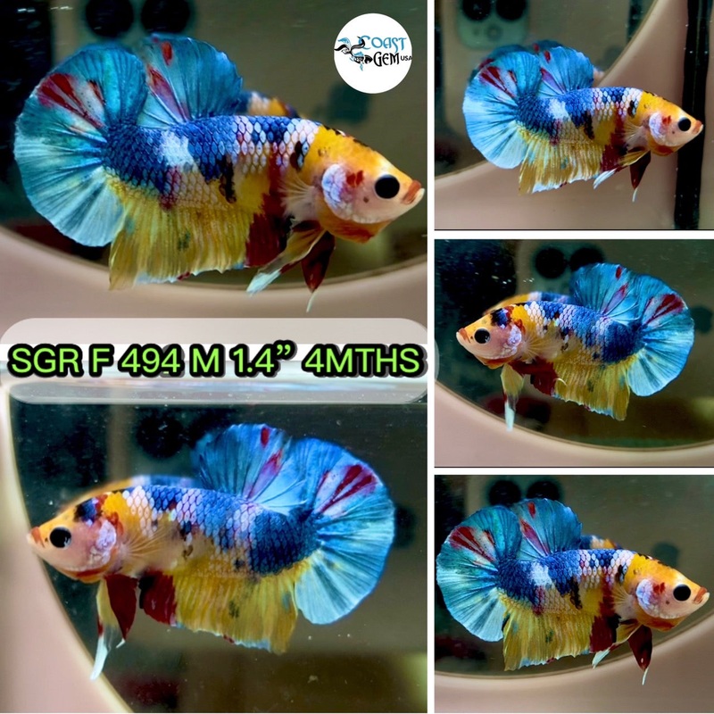 (SGR-494) Yellow Multicolor Plakat Male Betta
