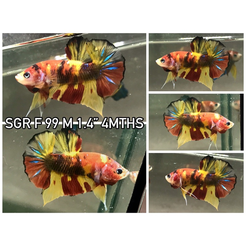 (SGR-99) Original Nemo Plakat Male Betta