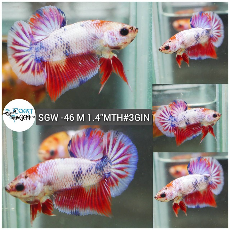 (SGW-46) Pink Fancy Marble Plakat Male Betta