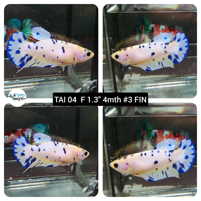 (TAI-04) White Nemo Plakat Female Betta