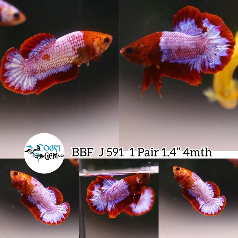 x(BBF-A591)1Pair Hellboy Fancy Plakat Betta