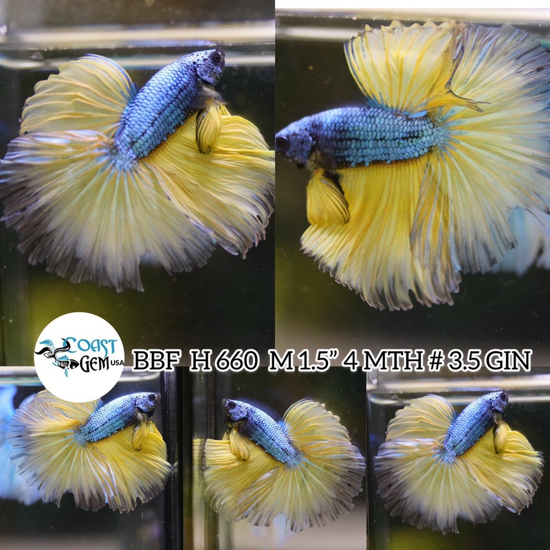 X(BBF-A660) Mustard Gas Halfmoon Male Betta