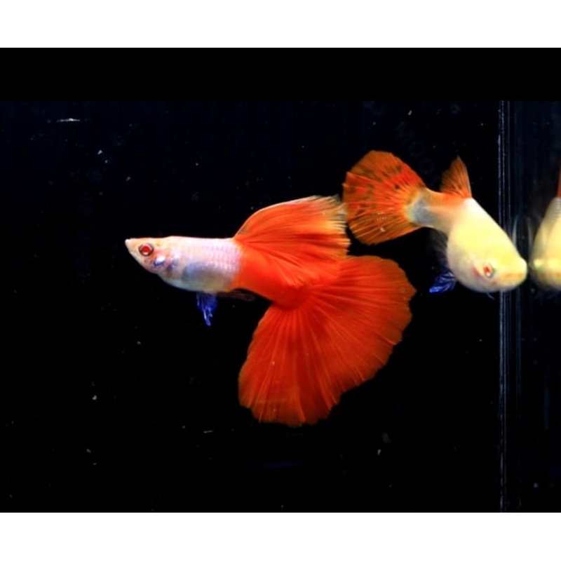 Albino Lazuri Red Tail Guppy (CGP-126)