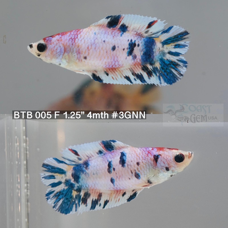 Betta Female Fancy Marble Double TailPlakat (BTB -005) What you see is what you get!