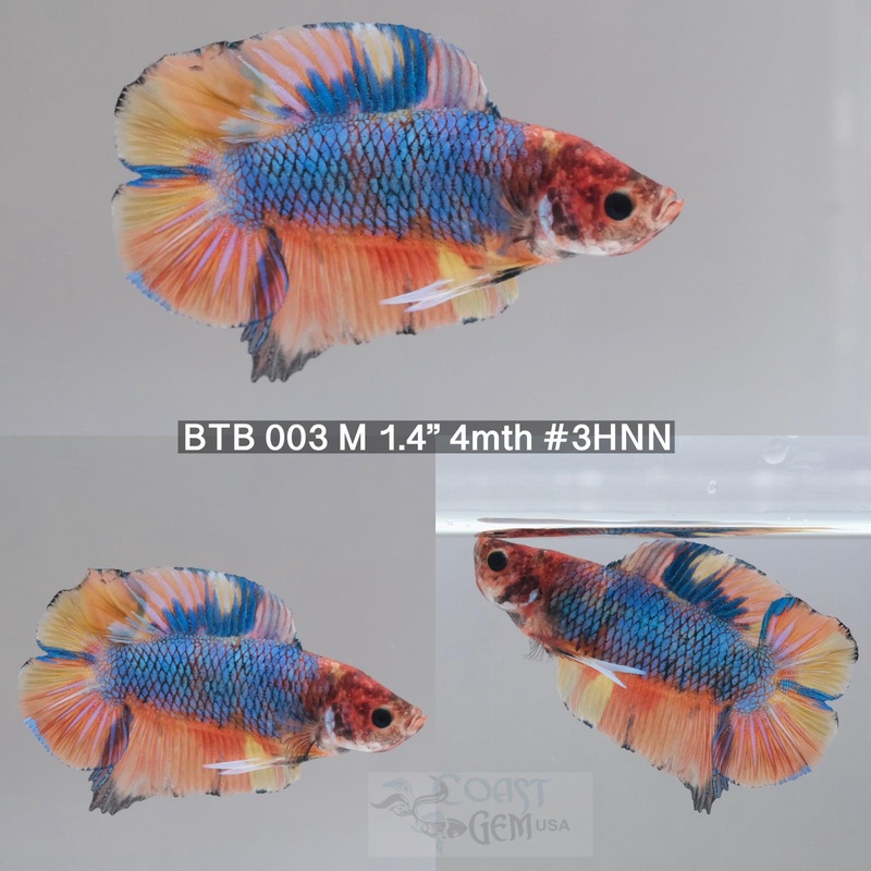 Betta Male Blue Fancy Nemo Double TailPlakat (BTB -003) What you see is what you get!