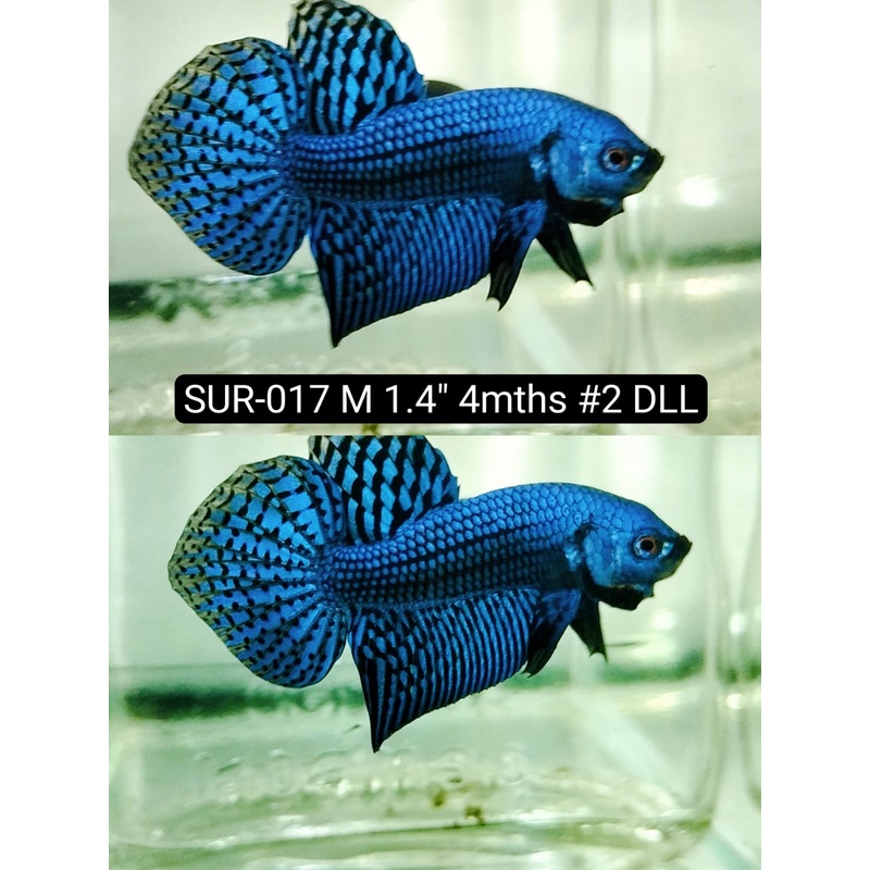 Betta Male High Grade Alien Blue (SUR-017) What you see is what you get!