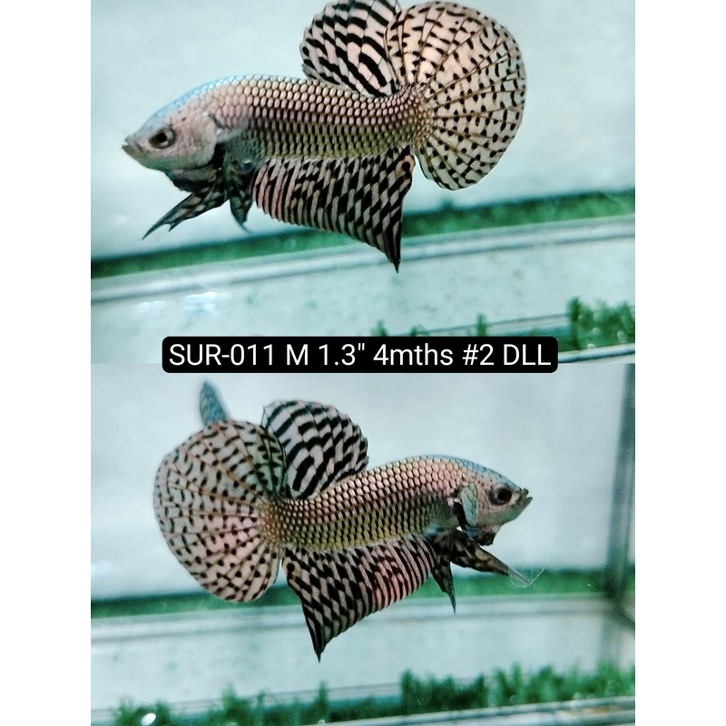 Betta Male High Grade Alien Copper (SUR-011) What you see is what you get!
