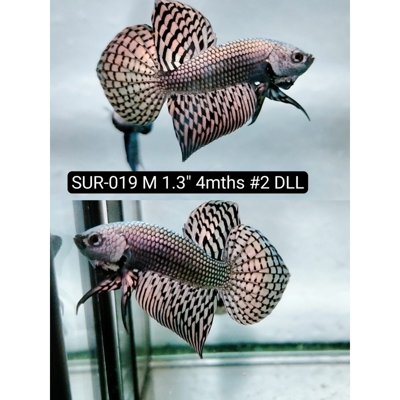 Betta Male High Grade Alien Copper (SUR-019) What you see is what you get!