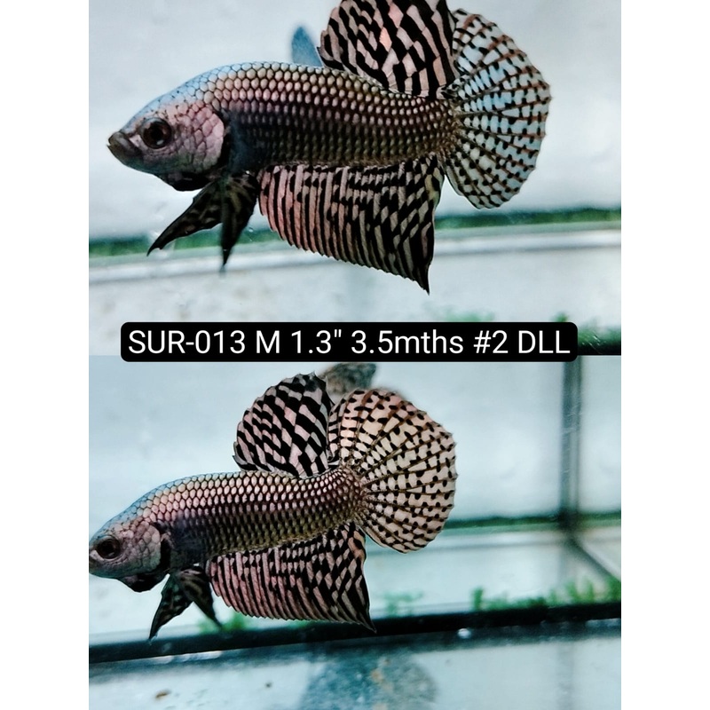 Betta Male High Grade Alien Cpper (SUR-013) What you see is what you get!