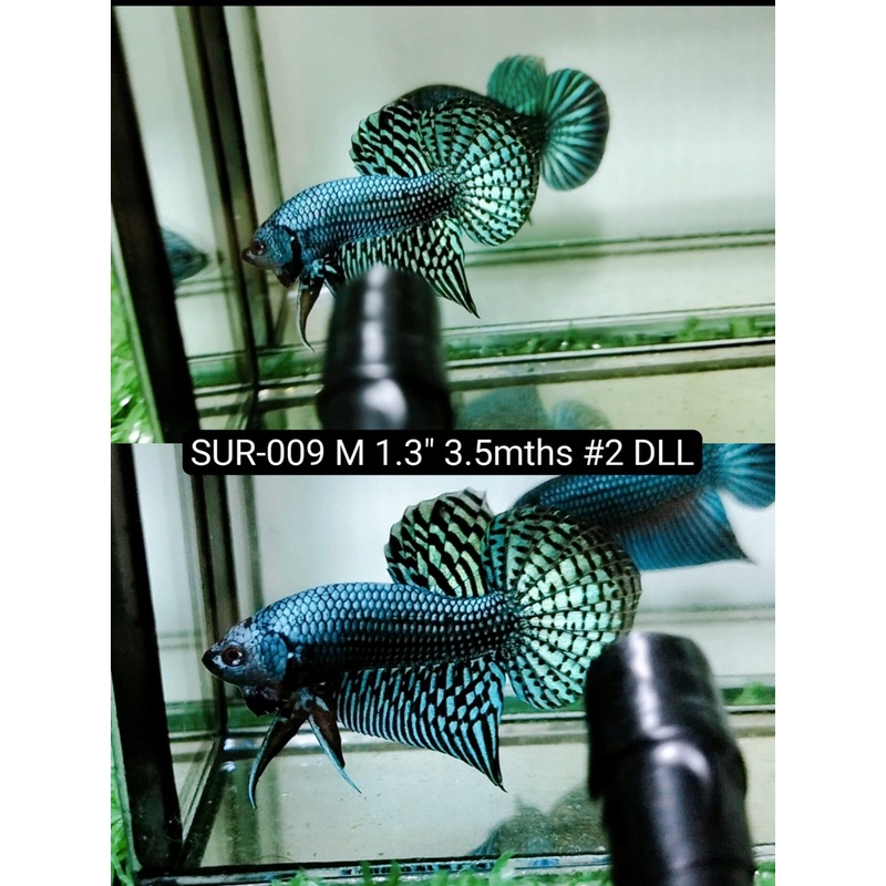 Betta Male High Grade Alien Green (SUR-009) What you see is what you get!