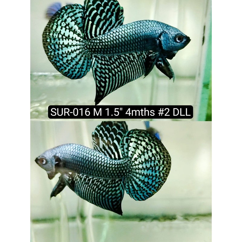 Betta Male High Grade Alien Green (SUR-016) What you see is what you get!