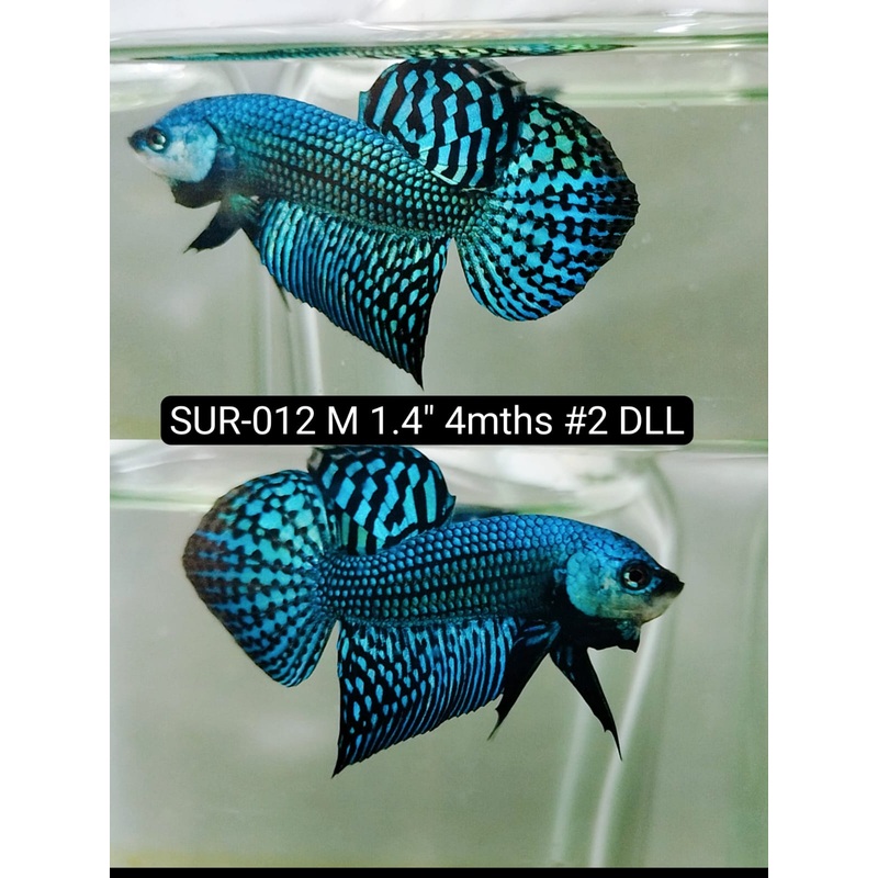 Betta Male High Grade Alien Grey (SUR-012) What you see is what you get!