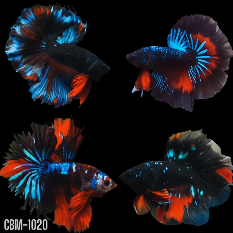Black Koi Galaxy Over Halfmoon Male Betta (CBM-1020) Our Choice BUY 4 GET 1 FREE MIX & MATCH