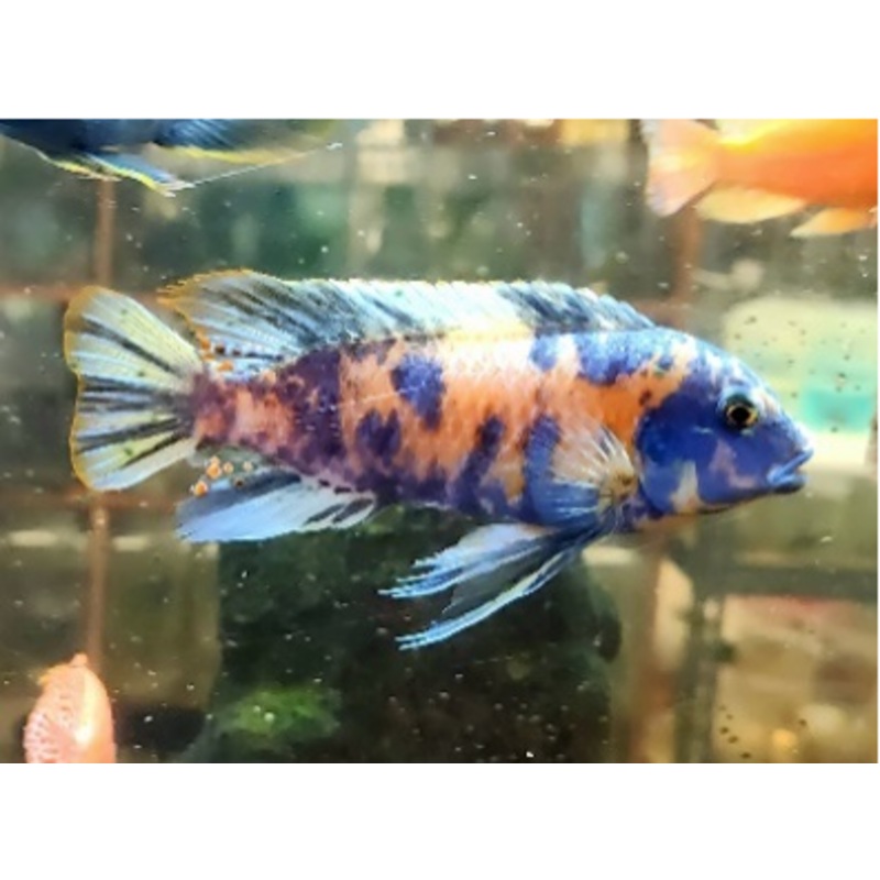 (CHD-054) OB Mbuna Cichlid (METRIACLIMA GRESHAKEI OB)