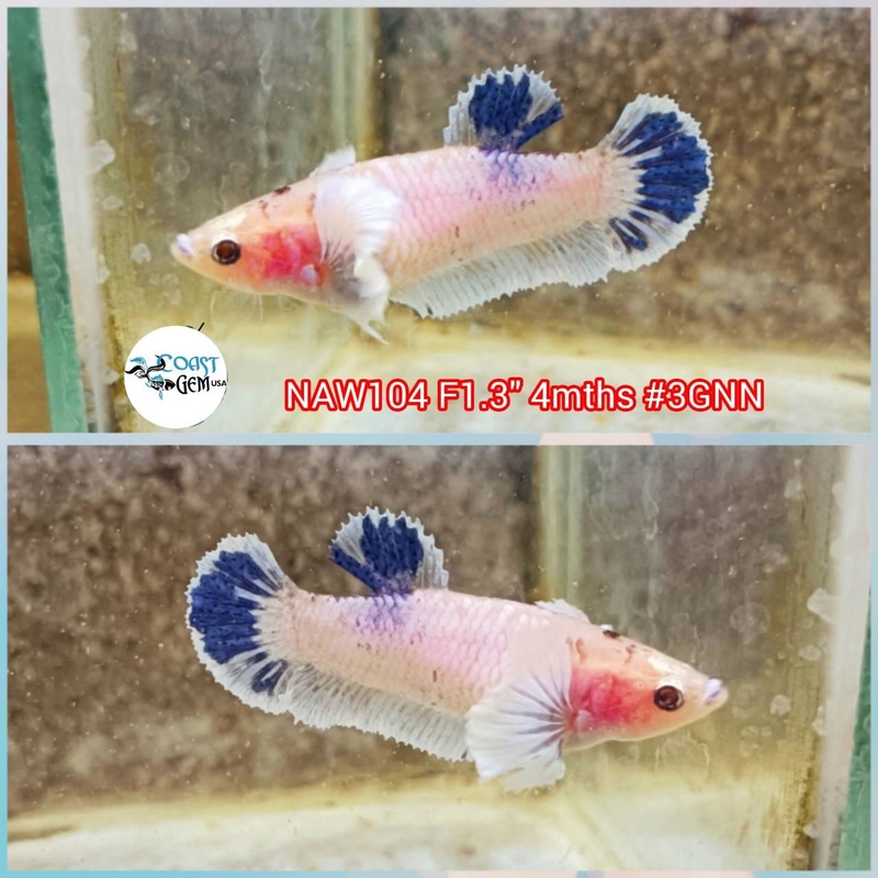 H Live Betta Fish Female Dumbo Fancy Marble (NAW-104)