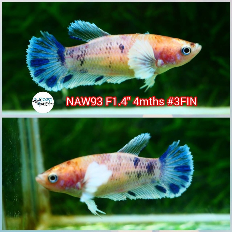 H Live Betta Fish Female Dumbo Plakat Candy (NAW-93)