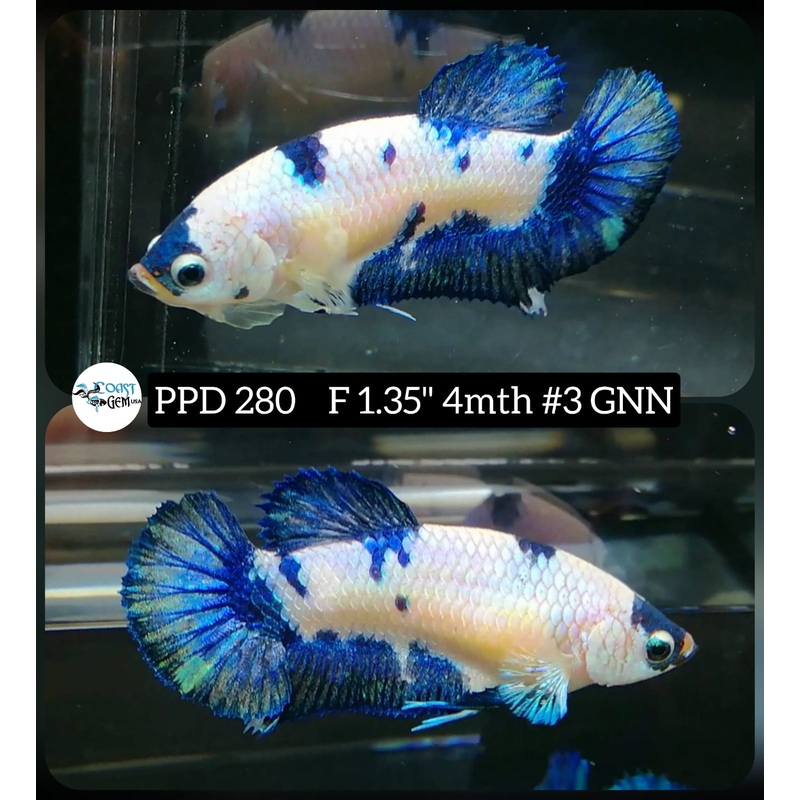 H Live Betta Fish Female Plakat Blue Marble (PPD-280)