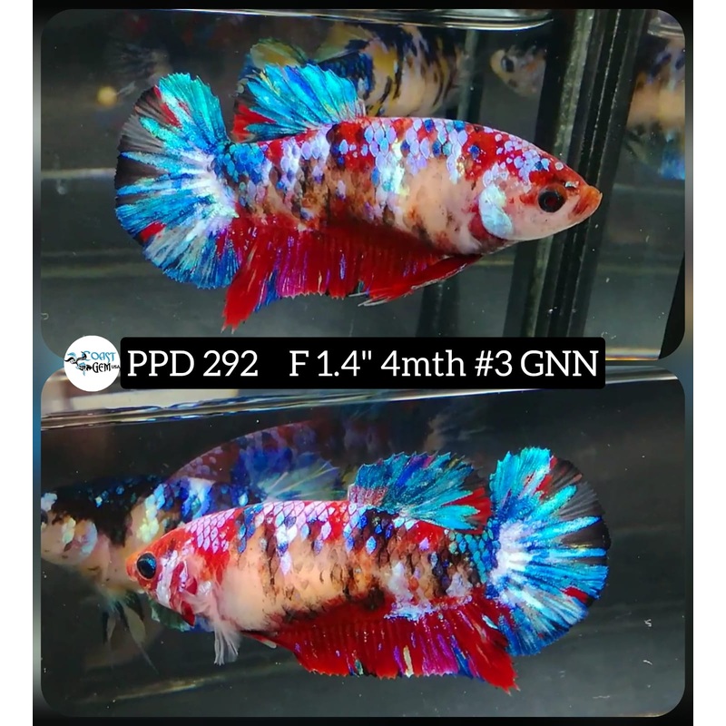 H Live Betta Fish Female Plakat Candy Galaxy Koi (PPD-292)