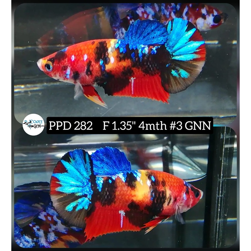 H Live Betta Fish Female Plakat Galaxy Nemo (PPD-282)