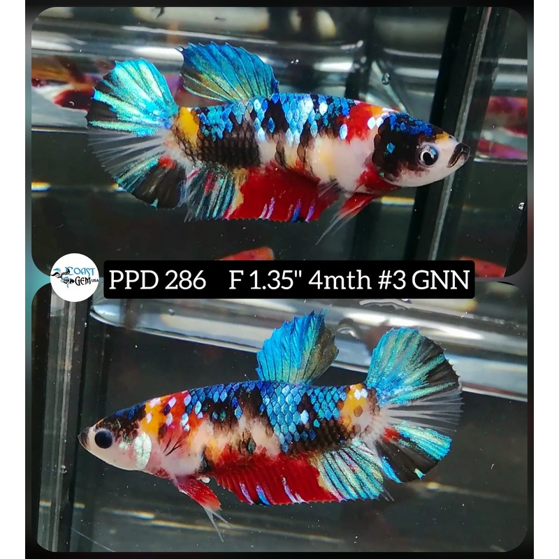 H Live Betta Fish Female Plakat Galaxy Nemo (PPD-286)