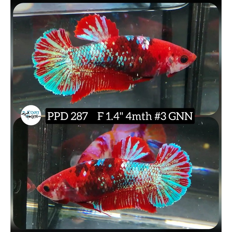 H Live Betta Fish Female Plakat Galaxy Red Koi (PPD-287)
