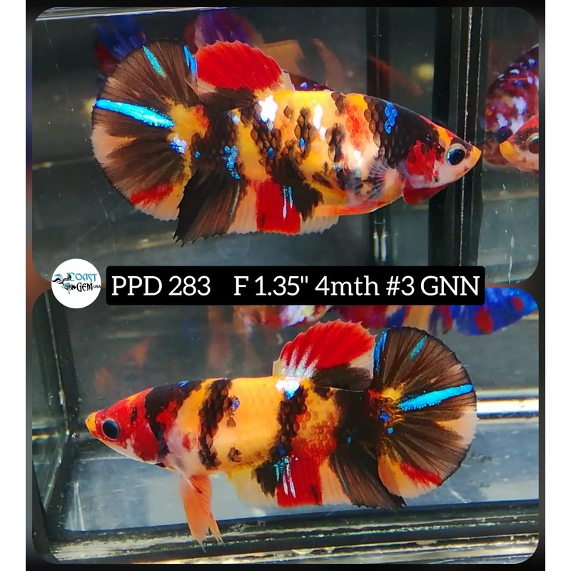 H Live Betta Fish Female Plakat Nemo Koi (PPD-283)