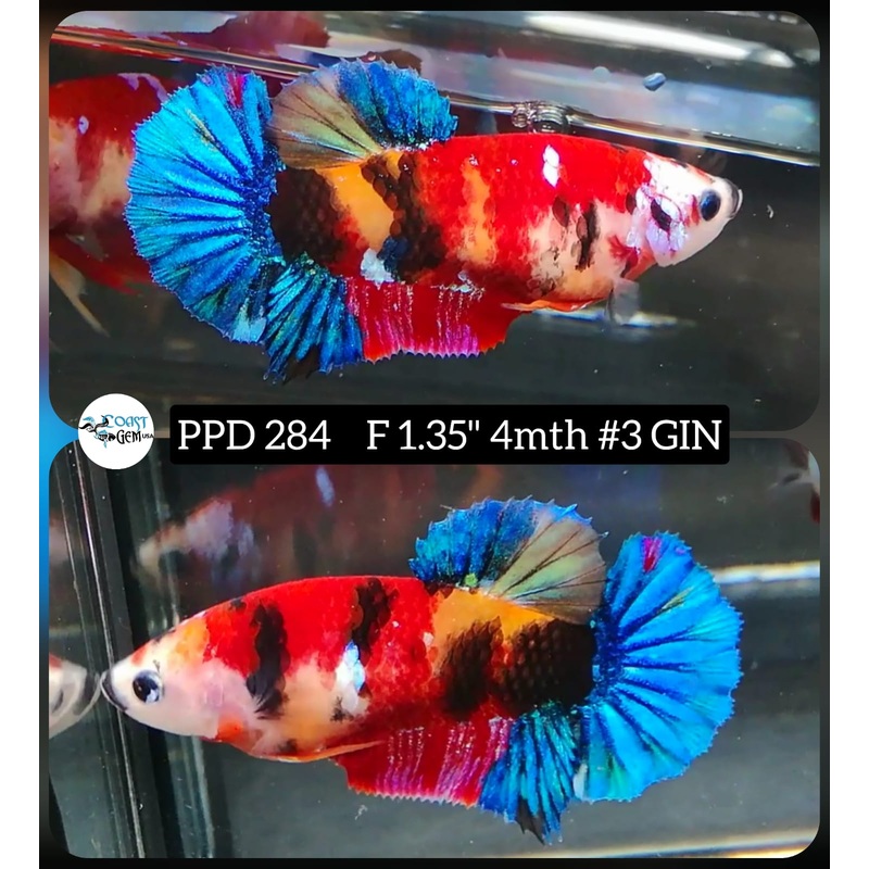 H Live Betta Fish Female Plakat Nemo Koi (PPD-284)