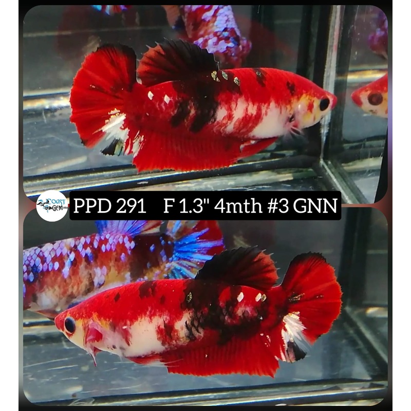 H Live Betta Fish Female Plakat Red Koi (PPD-291)WHAT YOU SEE IS WHAT YOU GET!