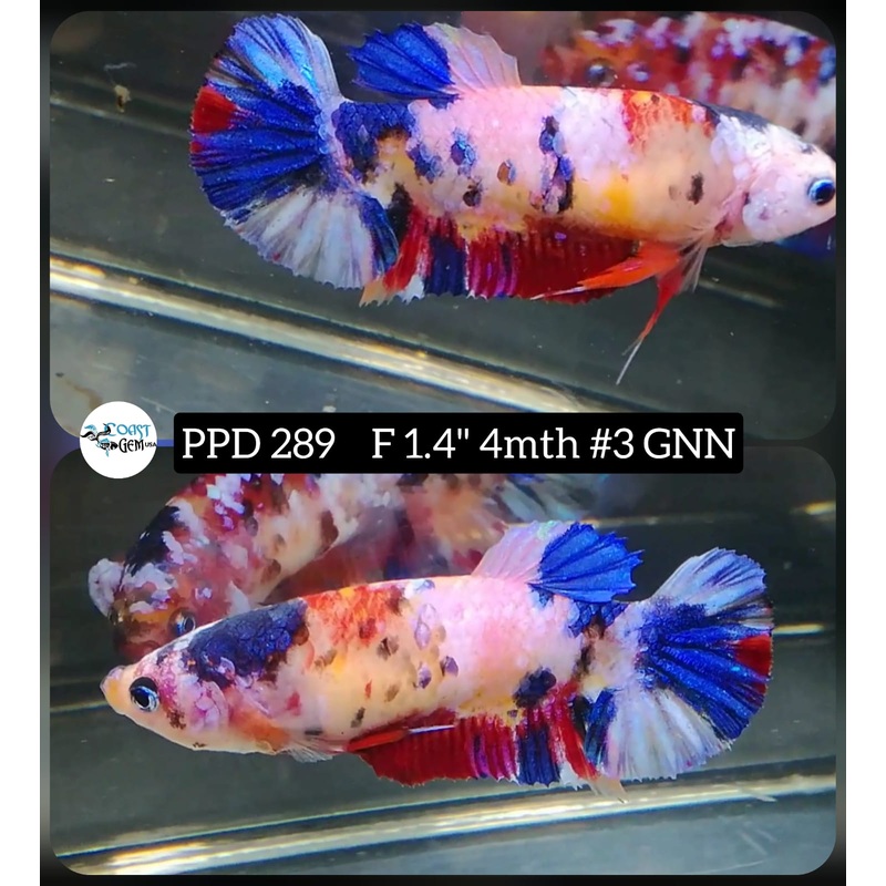 H Live Betta Fish Female Plakat Stardust Koi (PPD-289)