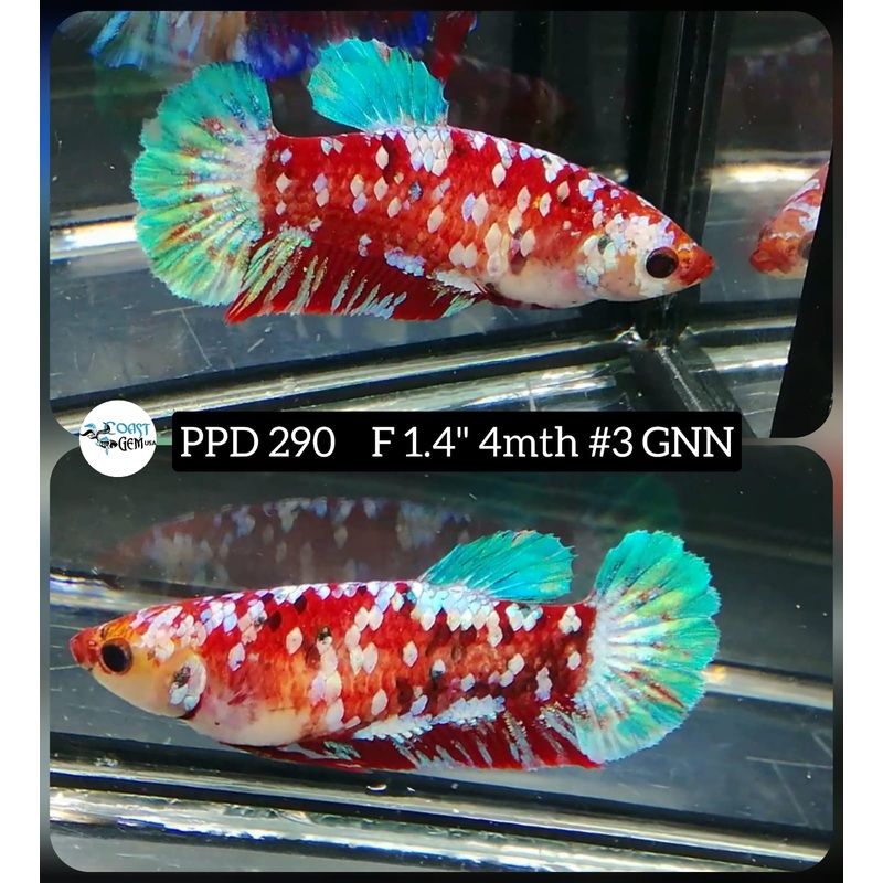 H Live Betta Fish Female Plakat Stardust Koi (PPD-290)