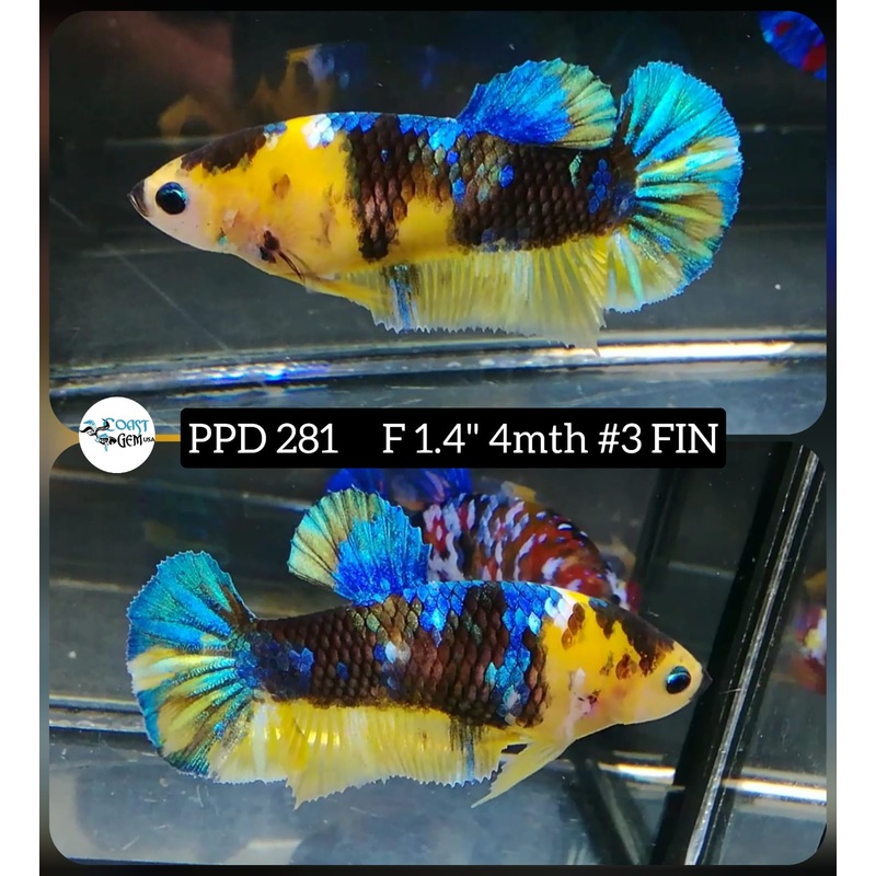H Live Betta Fish Female Plakat Yellow Koi (PPD-281)