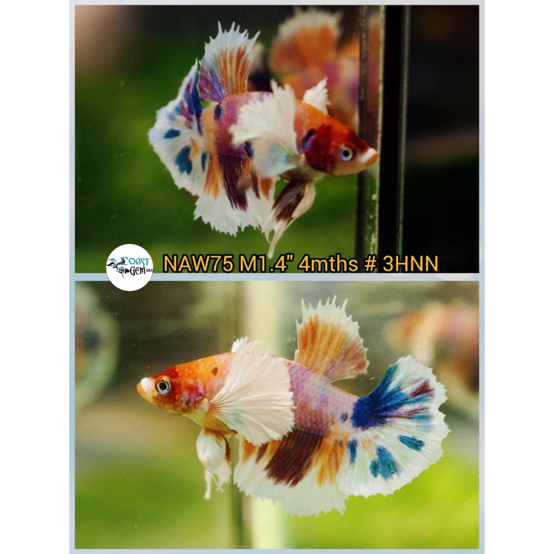 H Live Betta Fish Male Dumbo Plakat Candy Nemo Koi (NAW-75)