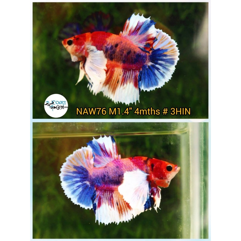 H Live Betta Fish Male Dumbo Plakat Candy Nemo Koi (NAW-76)