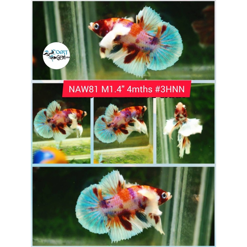 H Live Betta Fish Male Dumbo Plakat Candy Nemo Koi (NAW-81)