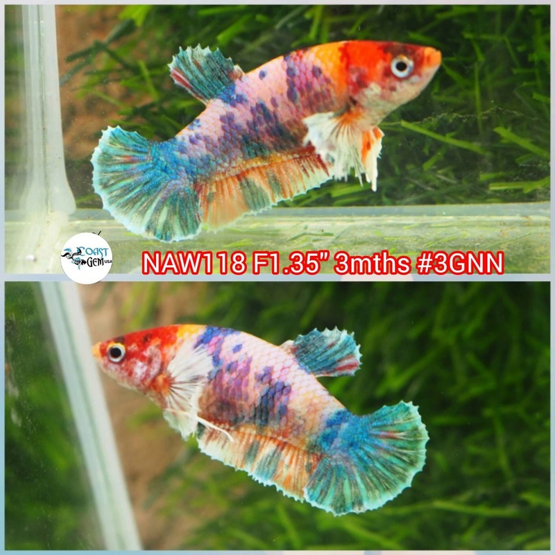 H Live Female Betta Candy Nemo Dumbo Plakat (NAW-118) What you see What you get
