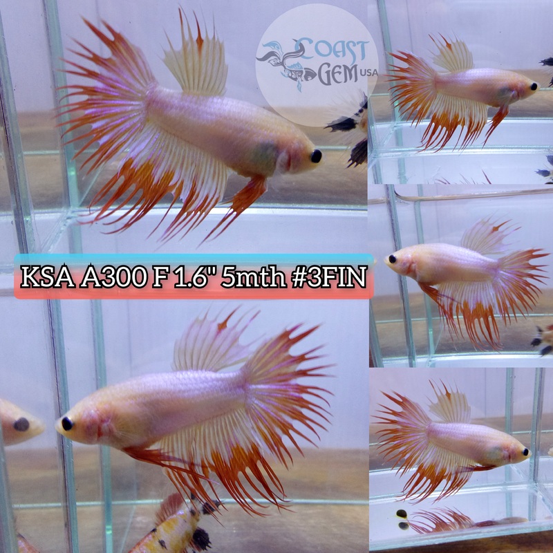 H Live Female Betta Orange Fancy Crowntail (KSA-A300) What you see What you get