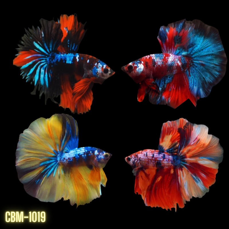 Koi Galaxy Halfmoon Male Betta (CBM-1019) Our Choice BUY 4 GET 1 FREE MIX & MATCH
