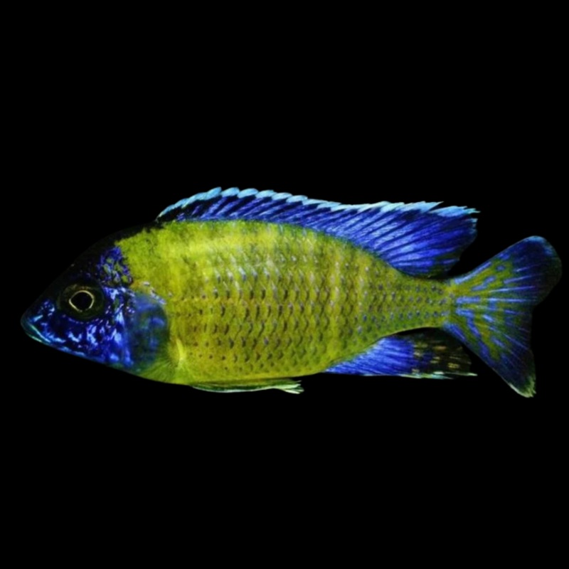 Live African Cichlid Blue Neon Peacock (Aulonocara sp.) (CHD-126) U032