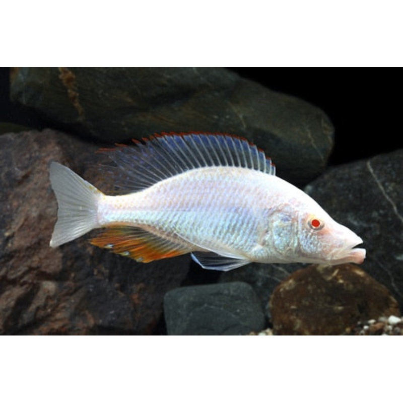 Live Aquarium Cichlid Albino Compressiceps Cichlid (Dimidiochromis Compressiceps)(CHD-121)