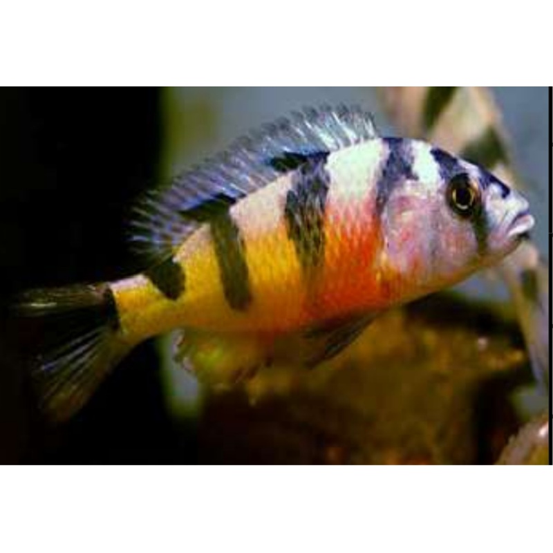 Live Aquarium Cichlid Zebra Obliquidens Cichlid (HAPLOCHROMIS OBLIQUIDENS)(CHD-122)