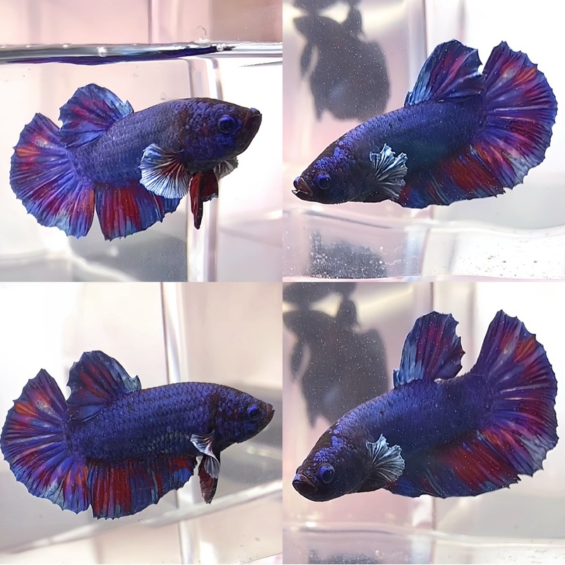 Live Betta Fish Blue Rainbow Tail Plakat Male (LLL-1012)What you see is what you get!