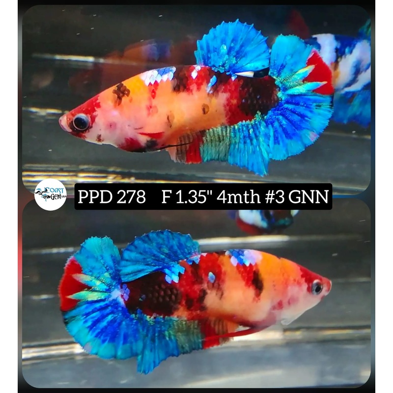 Live Betta Fish Female Plakat Nemo Koi (PPD-278)