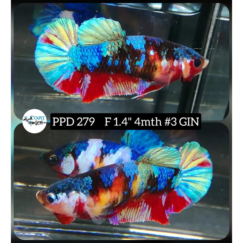 Live Betta Fish Female Plakat Nemo Koi (PPD-279)